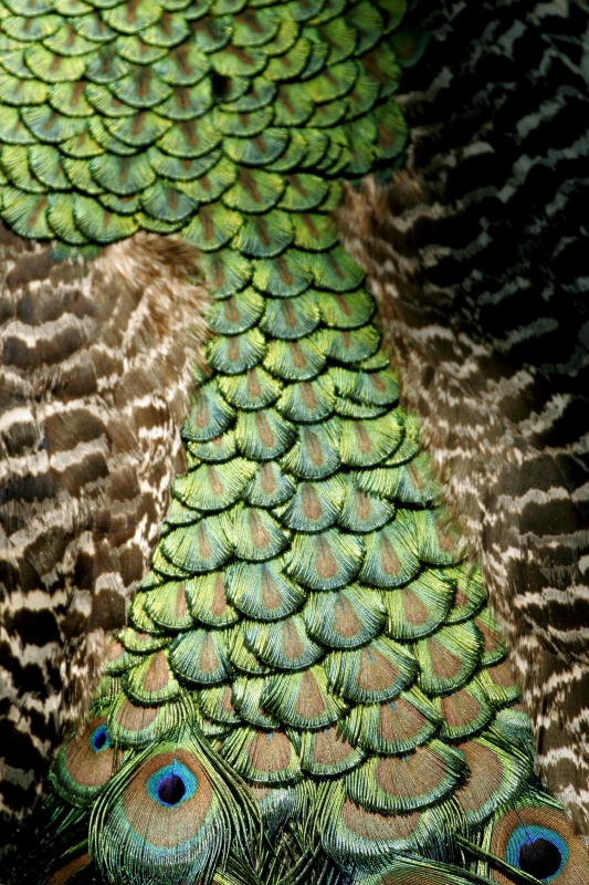 peacock 2 � Dave Hickey (hicspix)